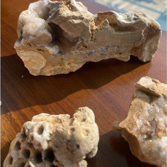 Assorted Fossils & Rocks 🪨🪸 - Picture 9 of 15